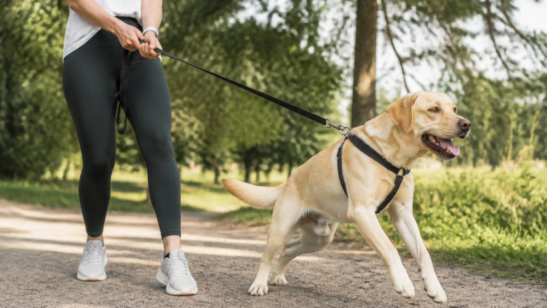How to Stop Dog Pulling on Leash: 7 Training Steps