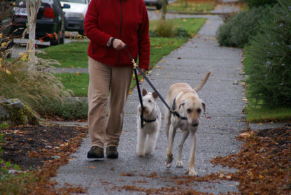 Double Swivel Leash