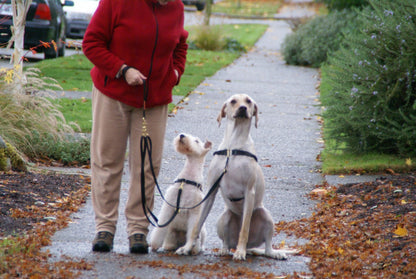 Double Swivel Leash