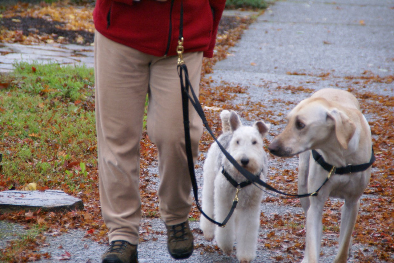 Double Swivel Leash