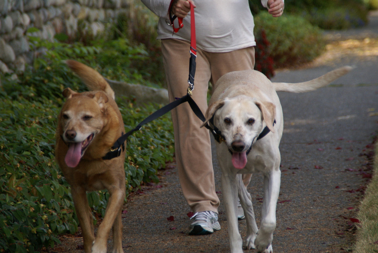 Walking two large dogs with ease