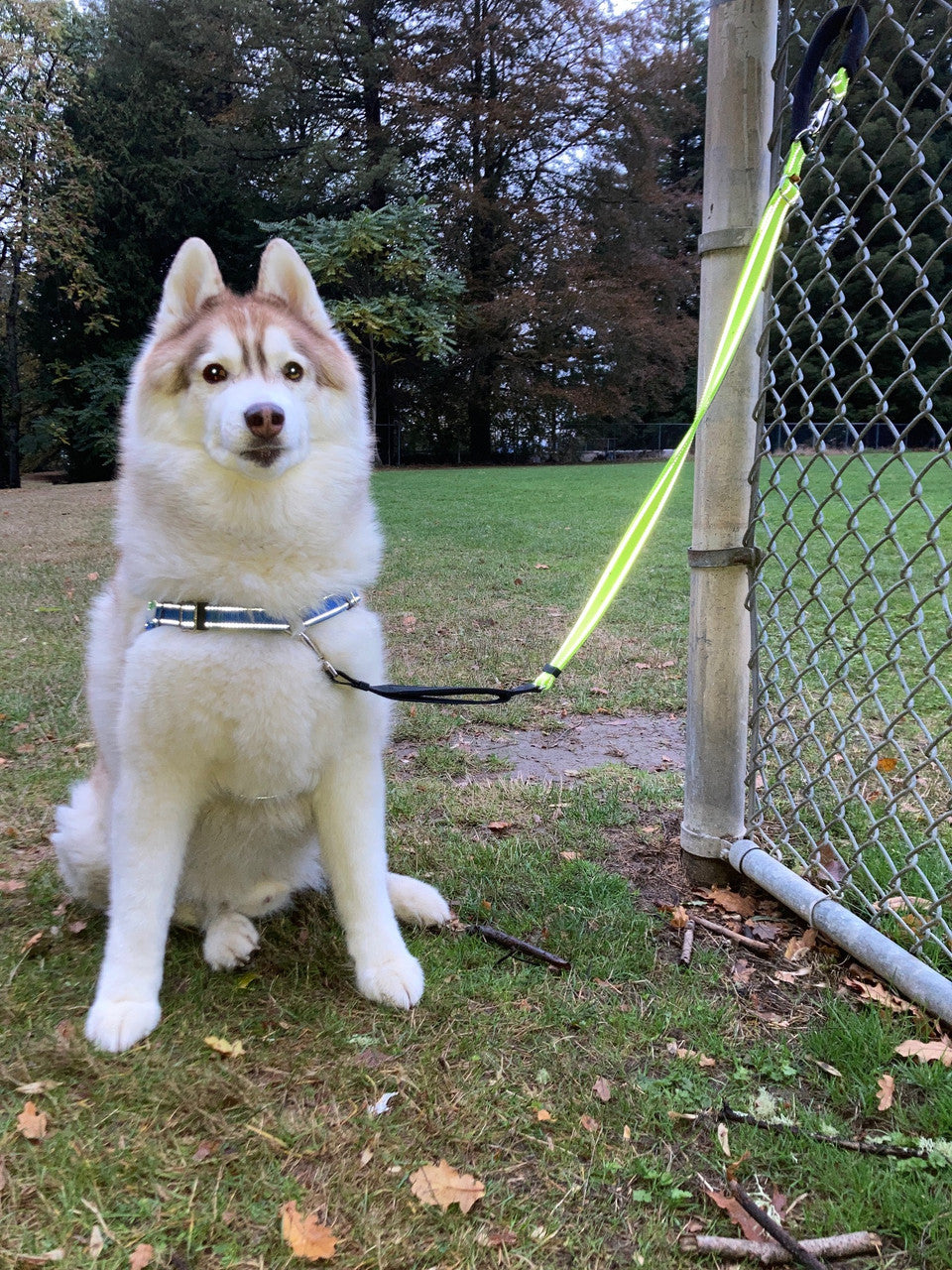 Service Leash - Flash Reflective