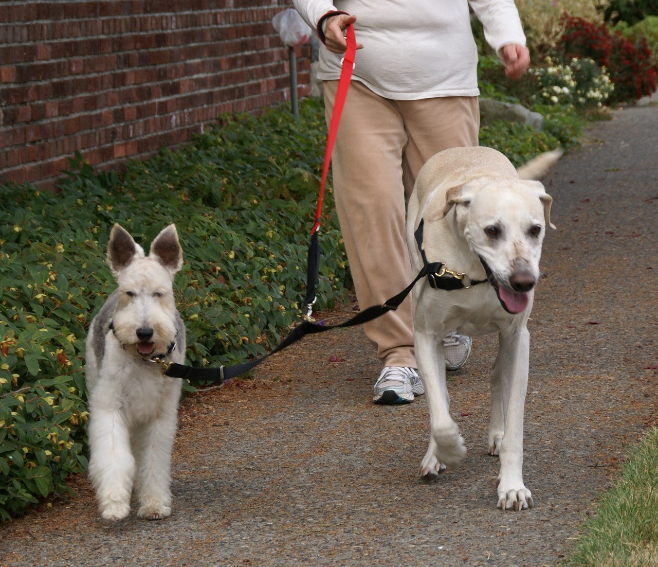 Walking a small and large dog