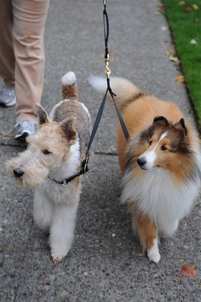 Walking two small dogs